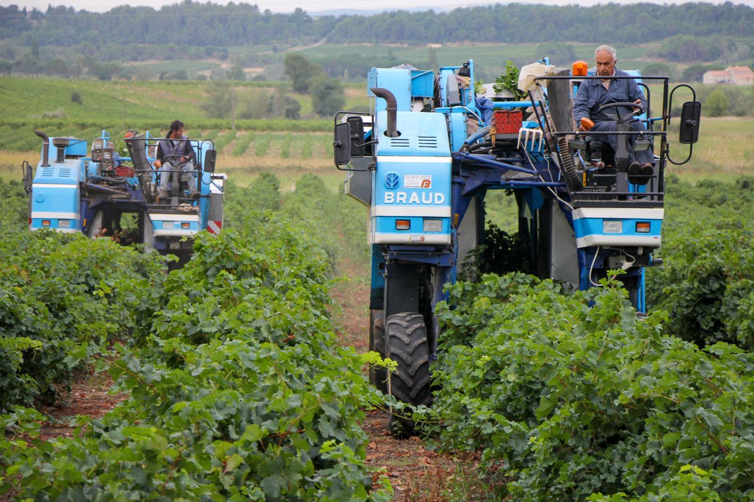 Grape Harvest in the South of France Wide Angle Adventure